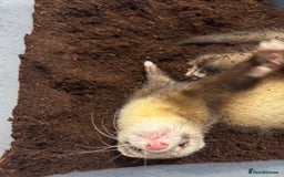 Ferret rodents for sale: Two ferret hobs - Image 2