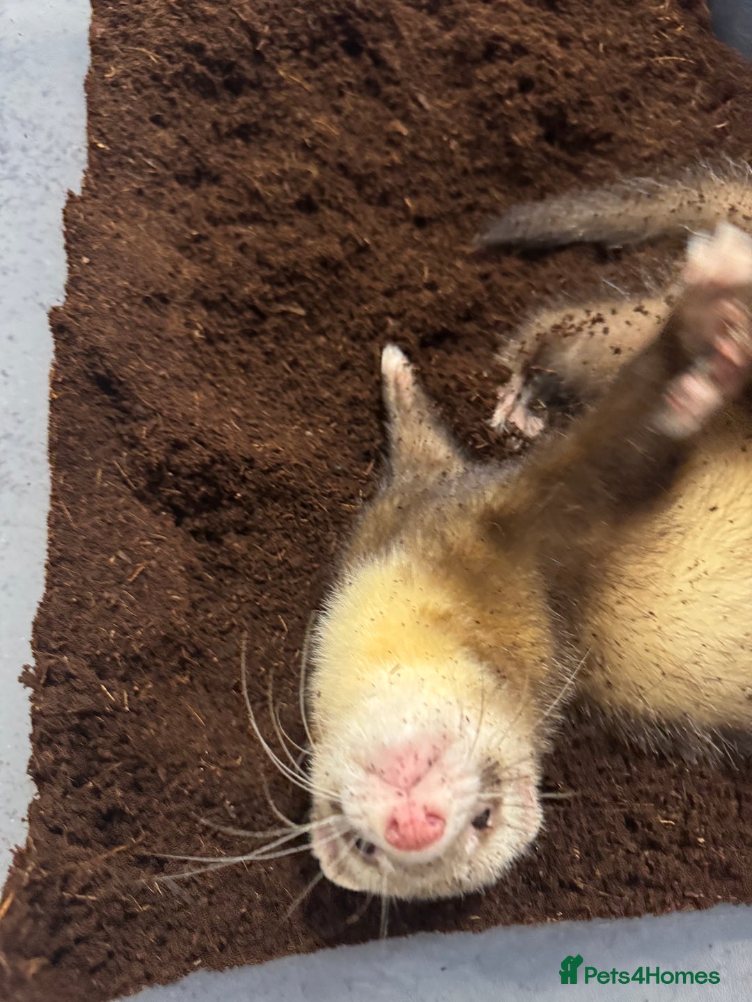 Ferret rodents for sale: Two ferret hobs - Image 2