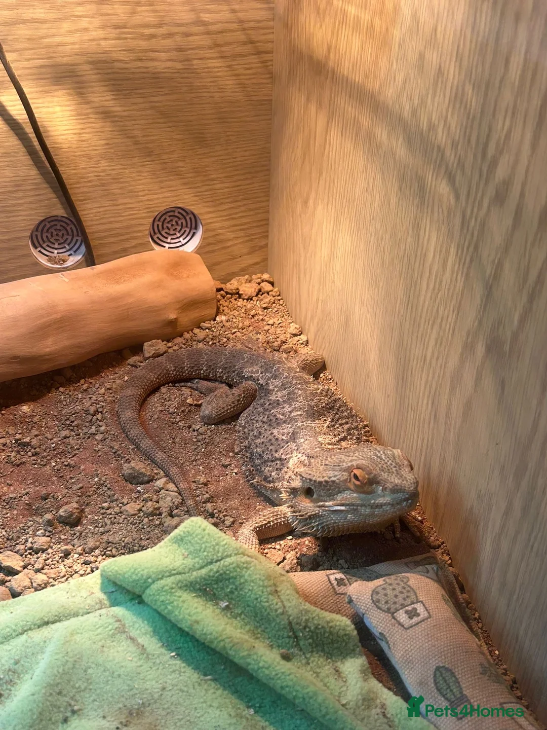 Bearded Dragon reptiles for sale: Male bearded dragon  in Norwich - Advert 1