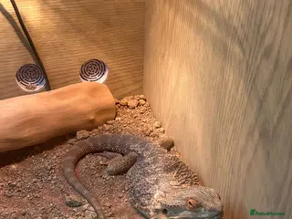 Bearded Dragon reptiles Male bearded dragon in Norwich - Advert 1