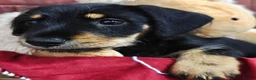 Mixed Breed dogs for sale: Daschund X Schnauzer puppies  - Advert 16