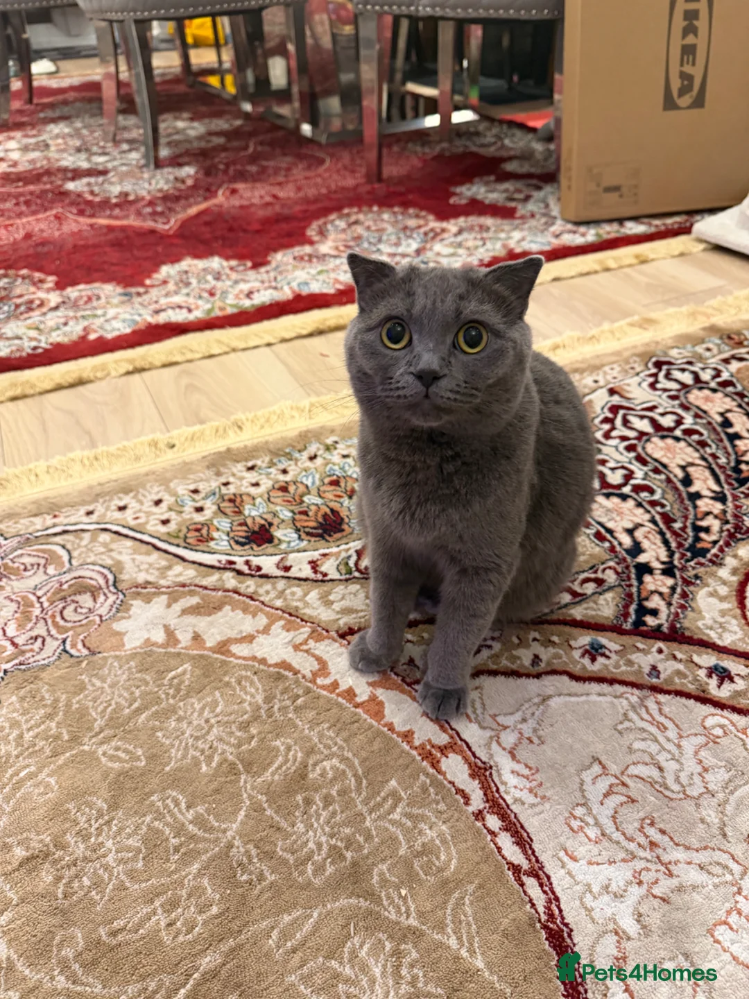 Mixed Breed cats for sale: british in London - Advert 1