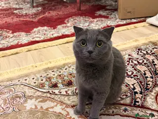 Mixed Breed cats british - Advert 1