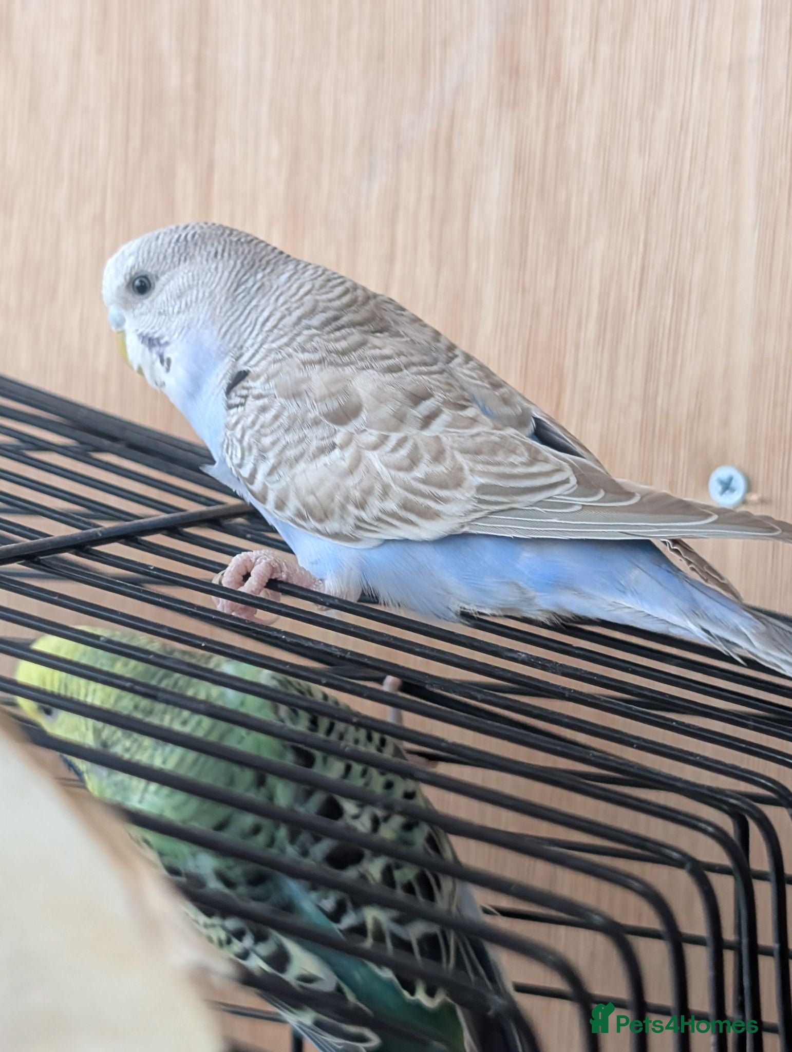 Budgerigars birds Bulk Deal Budgies - Advert 2