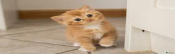 British Shorthair cats for sale: Adorable Kittens Ready For Reservation  in Leamington Spa - Advert 4