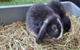 Mini Lop rabbits for sale: Beautiful Mini Lops - READY TO LEAVE  - Image 11