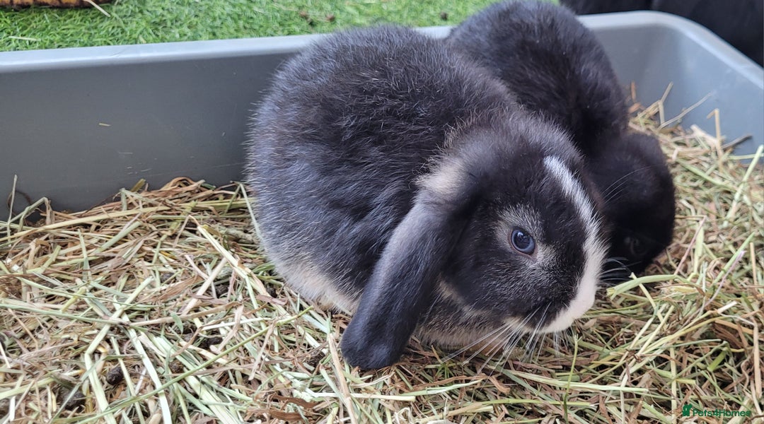 Mini Lop rabbits for sale: Beautiful Mini Lops - READY TO LEAVE  - Image 11