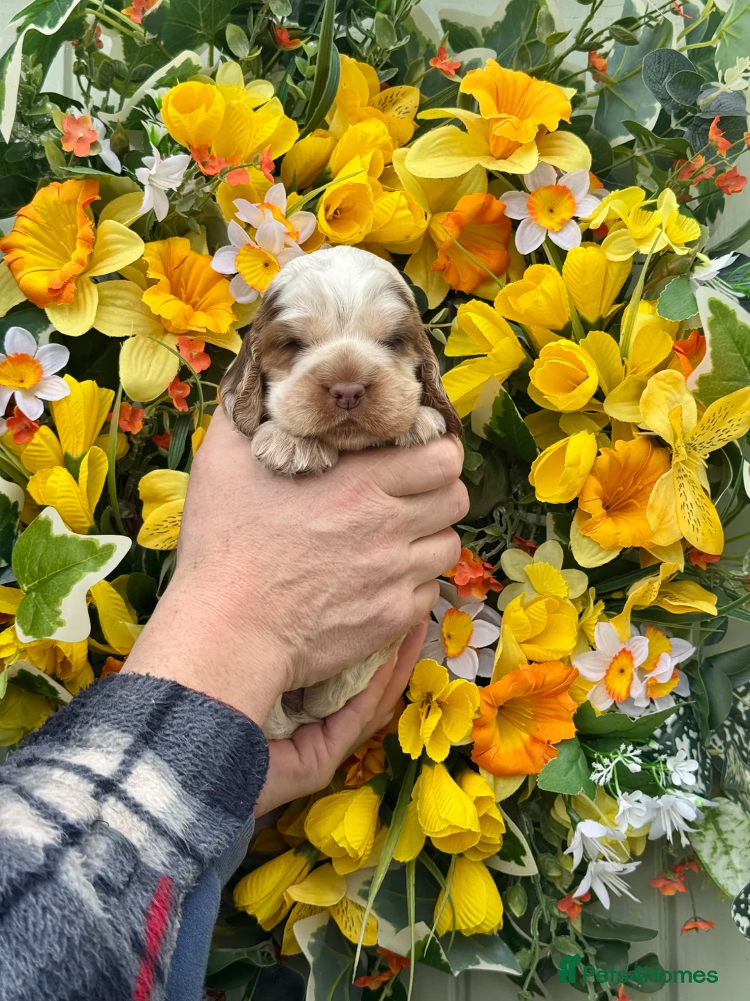 Cocker Spaniel dogs for sale: Kc reg dna tested boy show type cocker puppy - Advert 27