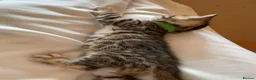 Bengal cats for sale: Stunning TICA registered Bengal kittens - Advert 11