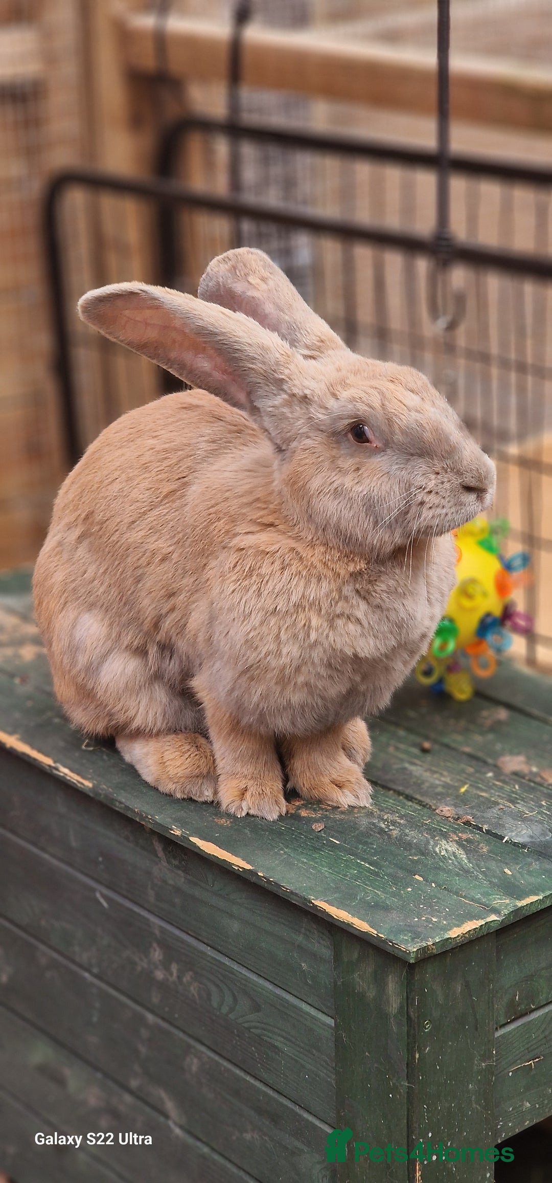 Continental Giant rabbits for sale: Stunning Pure Continental Giants 12wks Female - Image 3