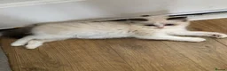 Ragdoll cats for sale: Beautiful Ragdoll kittens  - Advert 16