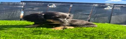 Miniature Dachshund dogs for sale: 🐾KC registered miniature dashunds now reduced 🐾 - Advert 16
