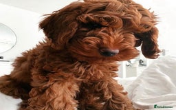 Cockapoo dogs for sale: 3 Stunning Dark Red Cockapoo Puppies - Image 27