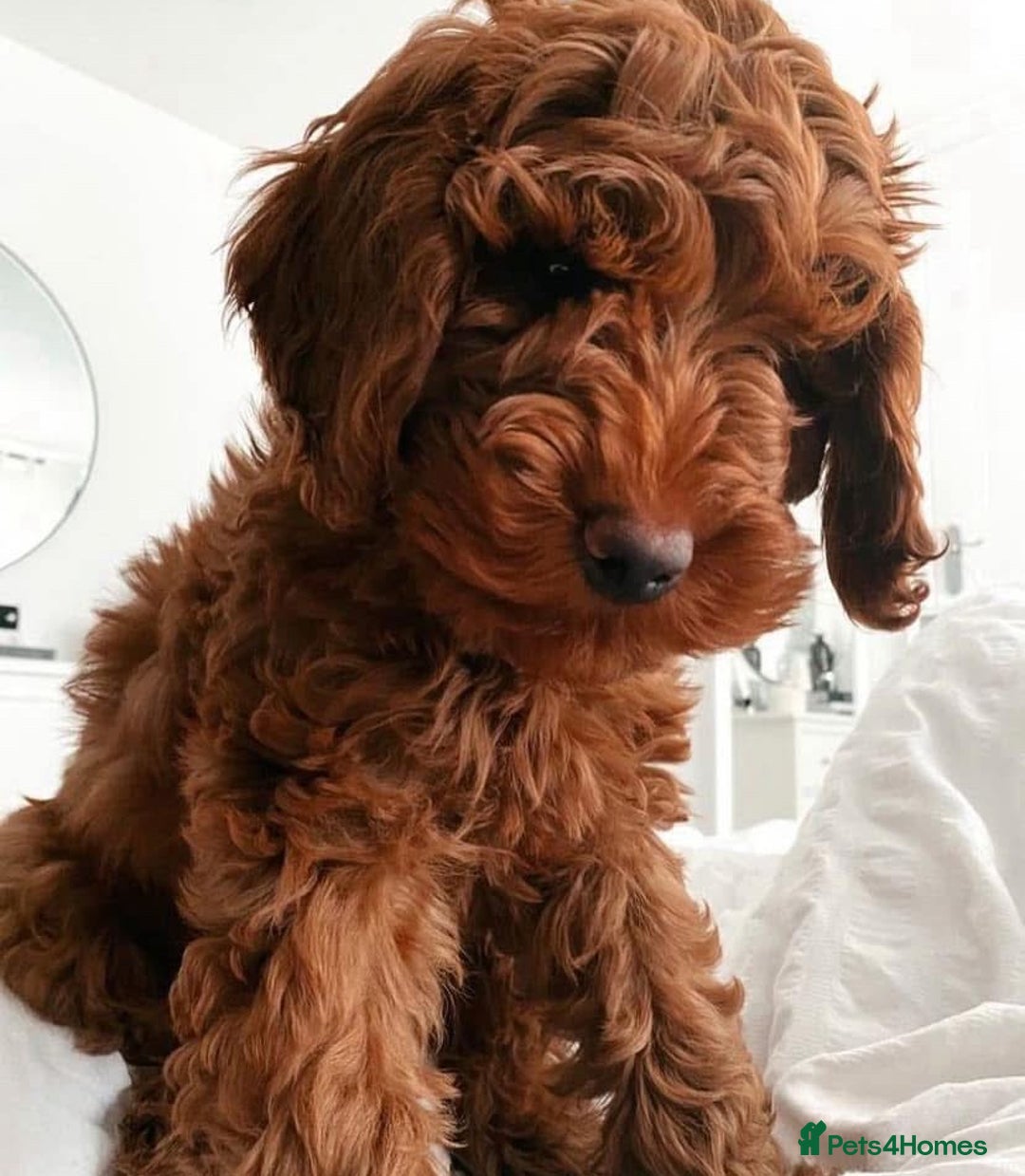 Cockapoo dogs for sale: 3 Stunning Dark Red Cockapoo Puppies - Image 27