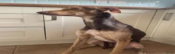 Lurcher dogs for sale: molteaser in Bishop Auckland - Advert 1