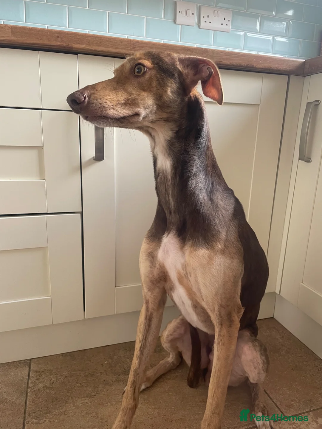 Lurcher dogs for sale: molteaser in Bishop Auckland - Advert 1