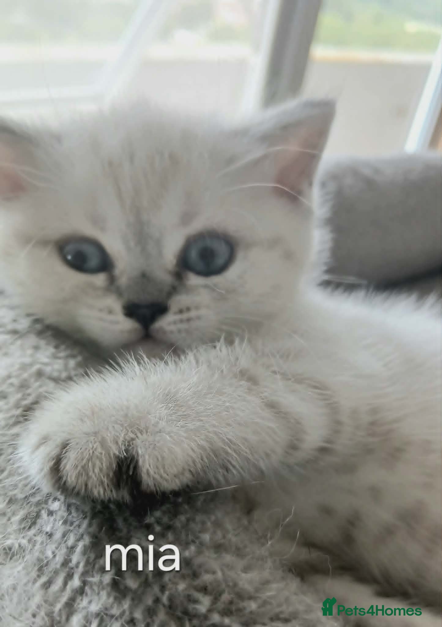British Shorthair cats Kittens available. - Advert 5