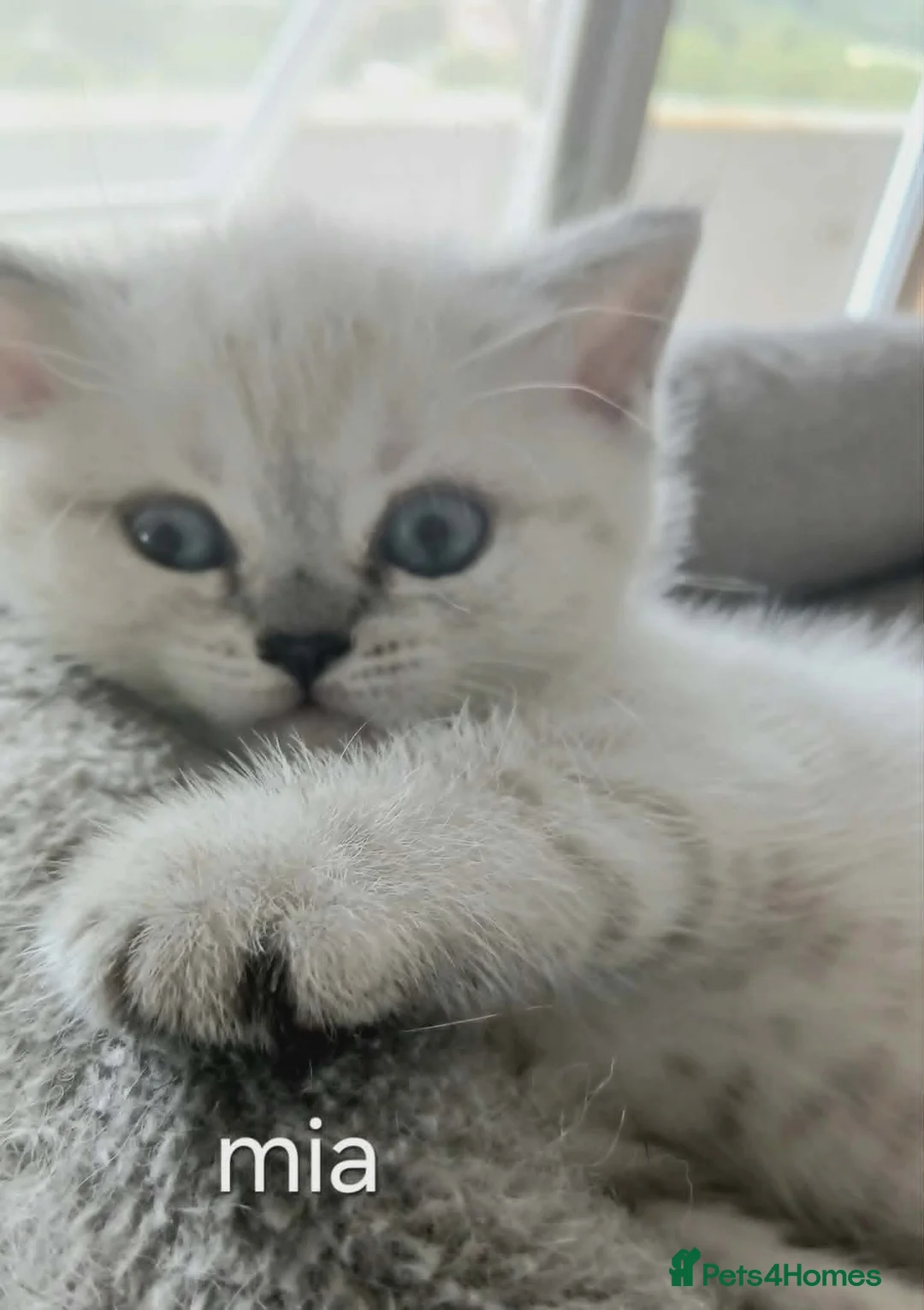 British Shorthair cats for sale: Kittens available. - Advert 2