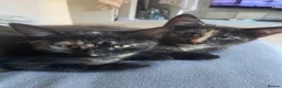 Mixed Breed cats for sale: Two little girls for sale  - Advert 3