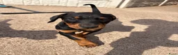 Dobermann dogs for sale: Doberman pups with KC parents  - Advert 3