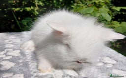Lionhead rabbits for sale: Stunning DM Lionhead baby rabbits  - Image 8