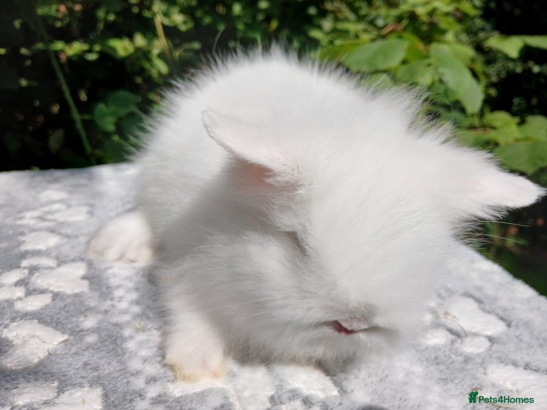 Lionhead rabbits for sale: Stunning DM Lionhead baby rabbits  - Image 8