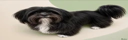 Lhasa Apso dogs for stud: Kc reg Lhasa Apso  STUD (PRA4 clear).  - Advert 1