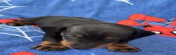 Miniature Dachshund dogs for sale: Miniature dachshund  - Advert 38