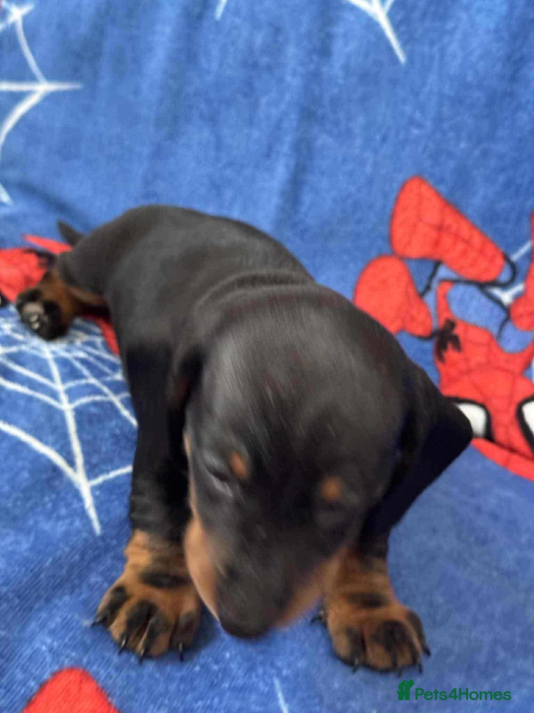 Miniature Dachshund dogs for sale: Miniature dachshund  - Advert 38
