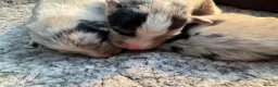 Australian Shepherd dogs for sale: Outstanding Merle/Black and Tan KC Reg Puppies  - Advert 6