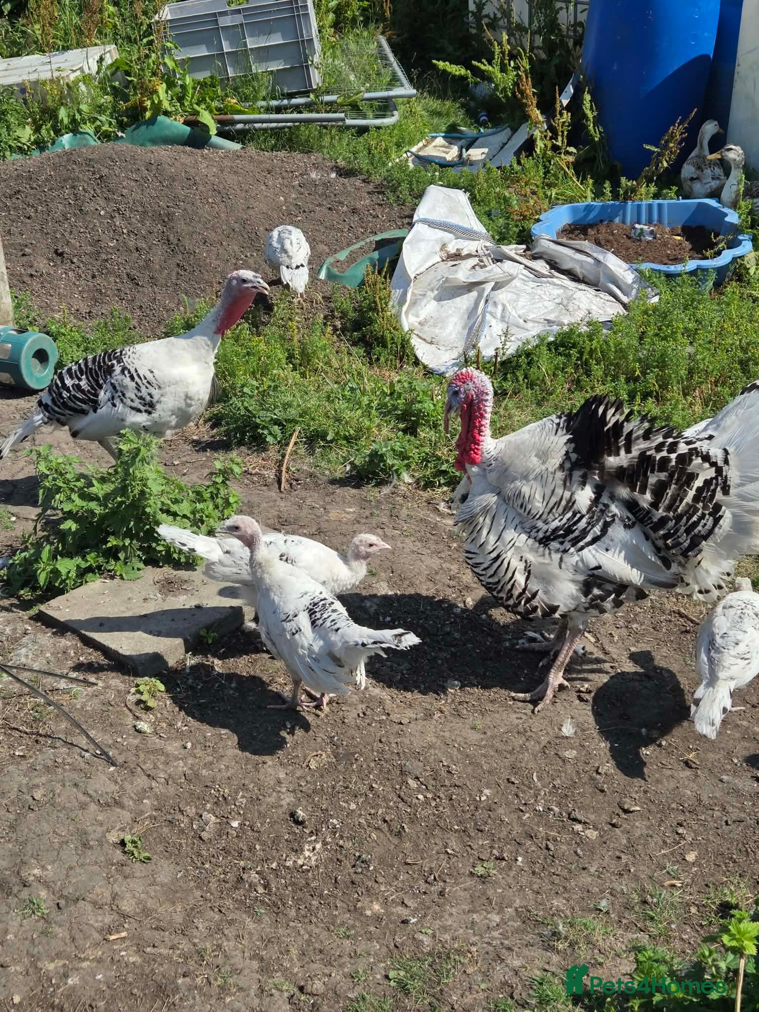 Turkeys poultry crollwitzer turkeys  - Advert 1