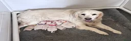 Golden Retriever dogs for sale: White/cream golden retrievers - Advert 6