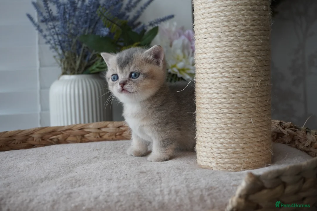 Munchkin cats for sale: ⚜️Rare munchkins⚜️ - Advert 19