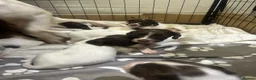 English Springer Spaniel dogs for sale: beautiful english springer spaniel puppies in Bootle - Advert 5