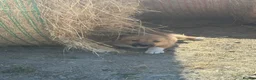 Welsh Collie dogs for sale: 4 beautiful Welsh collie male pups - Advert 3