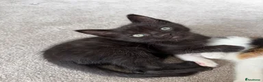 Black male