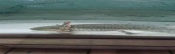Other/Mixed Breed fish for sale: Axolotl fish  in Barnsley - Advert 7