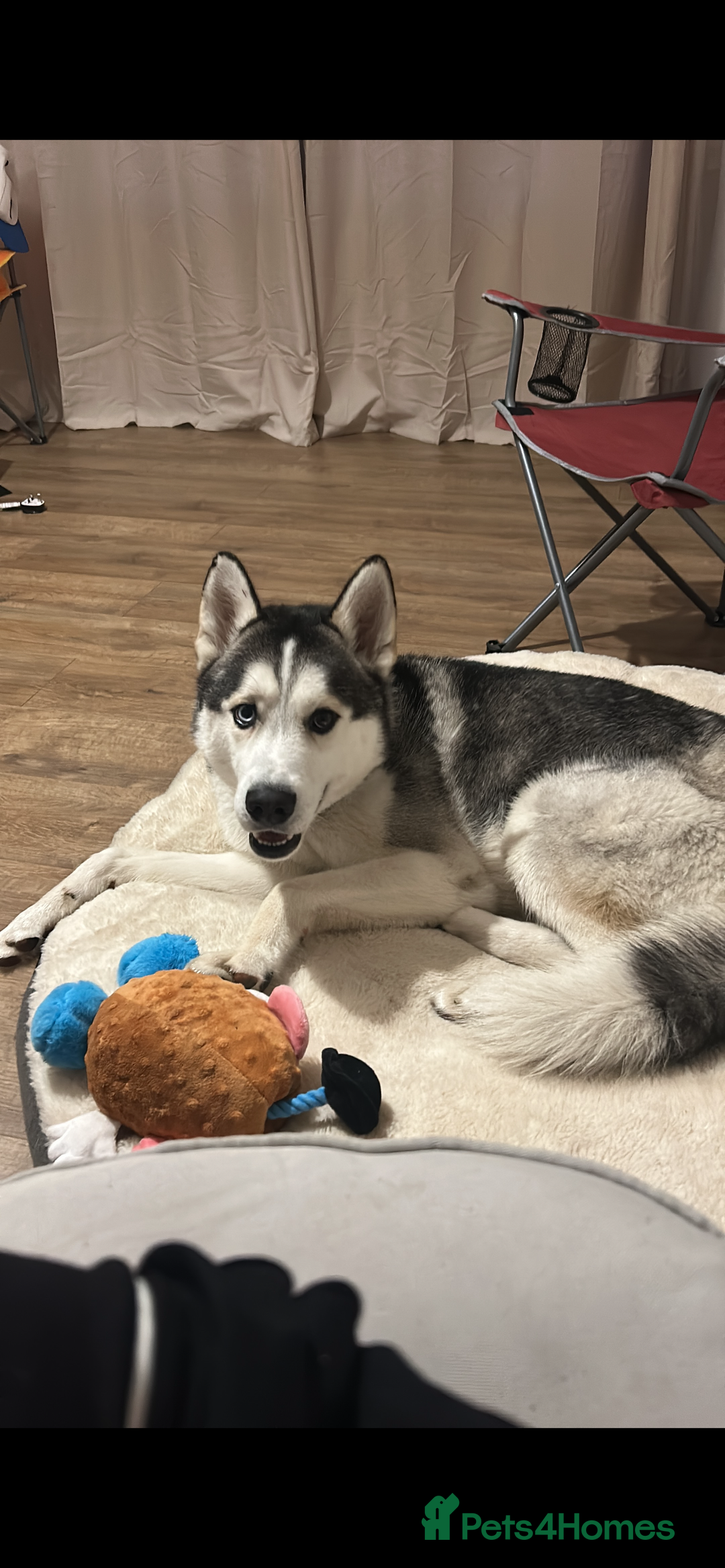 Siberian Husky dogs for sale: Husky pups 1 beautiful girl & 1 handsome boy left. - Image 16