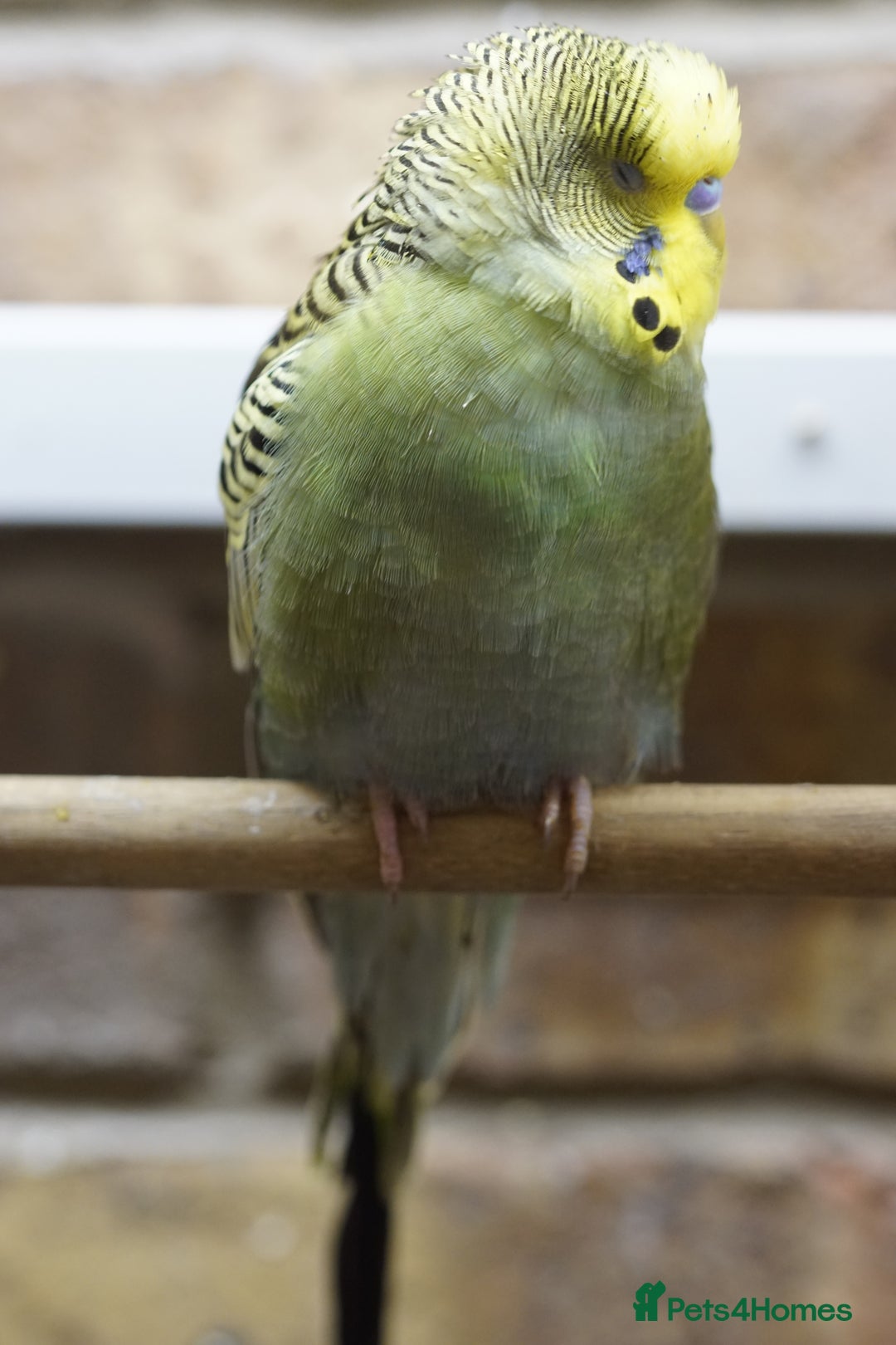 Budgerigars birds for sale: Budgies  - Advert 6