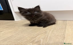 Mixed Breed cats for sale: Beautiful litter of kittens  - Image 10