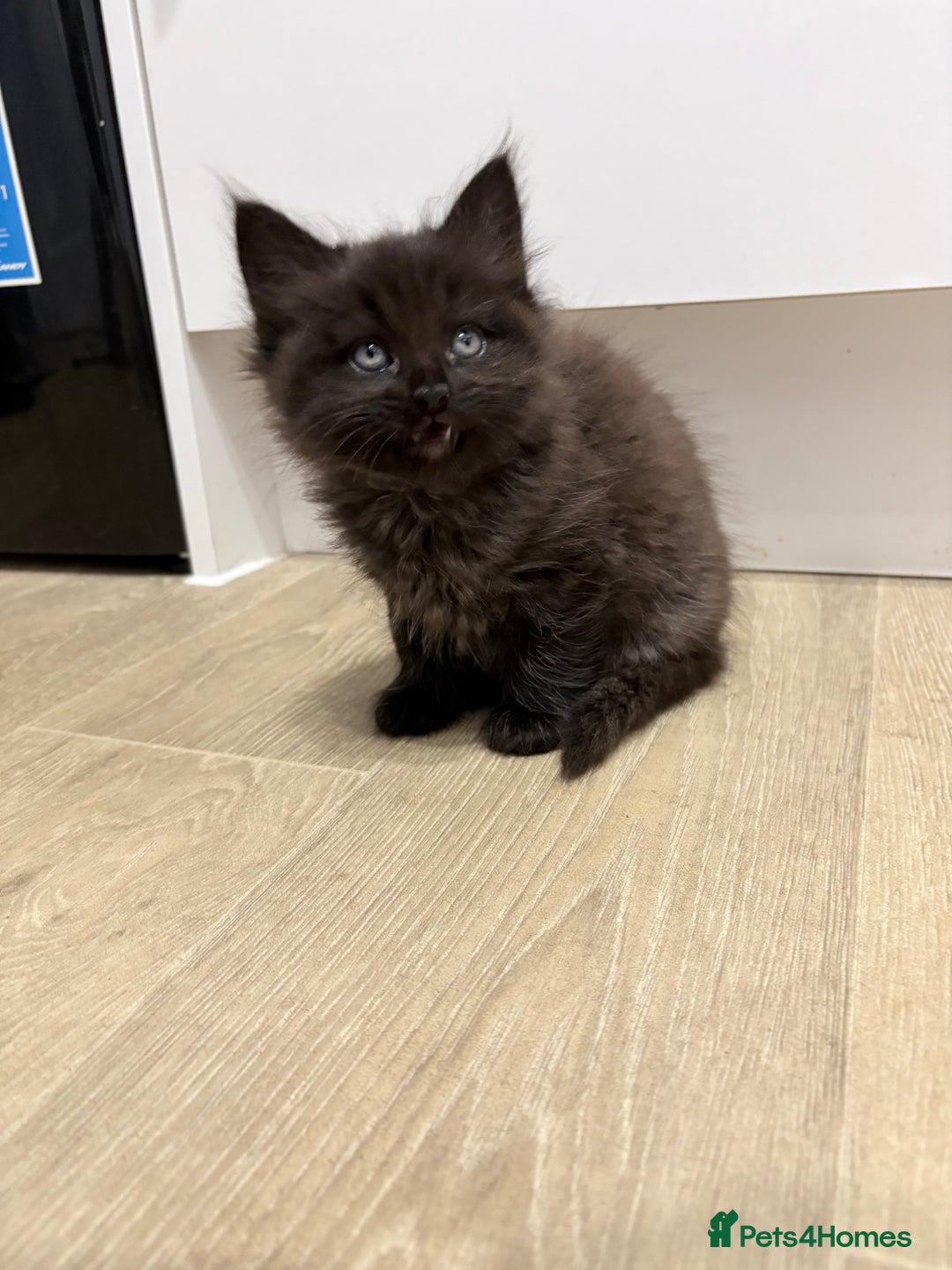 Mixed Breed cats for sale: Beautiful litter of kittens  - Image 10