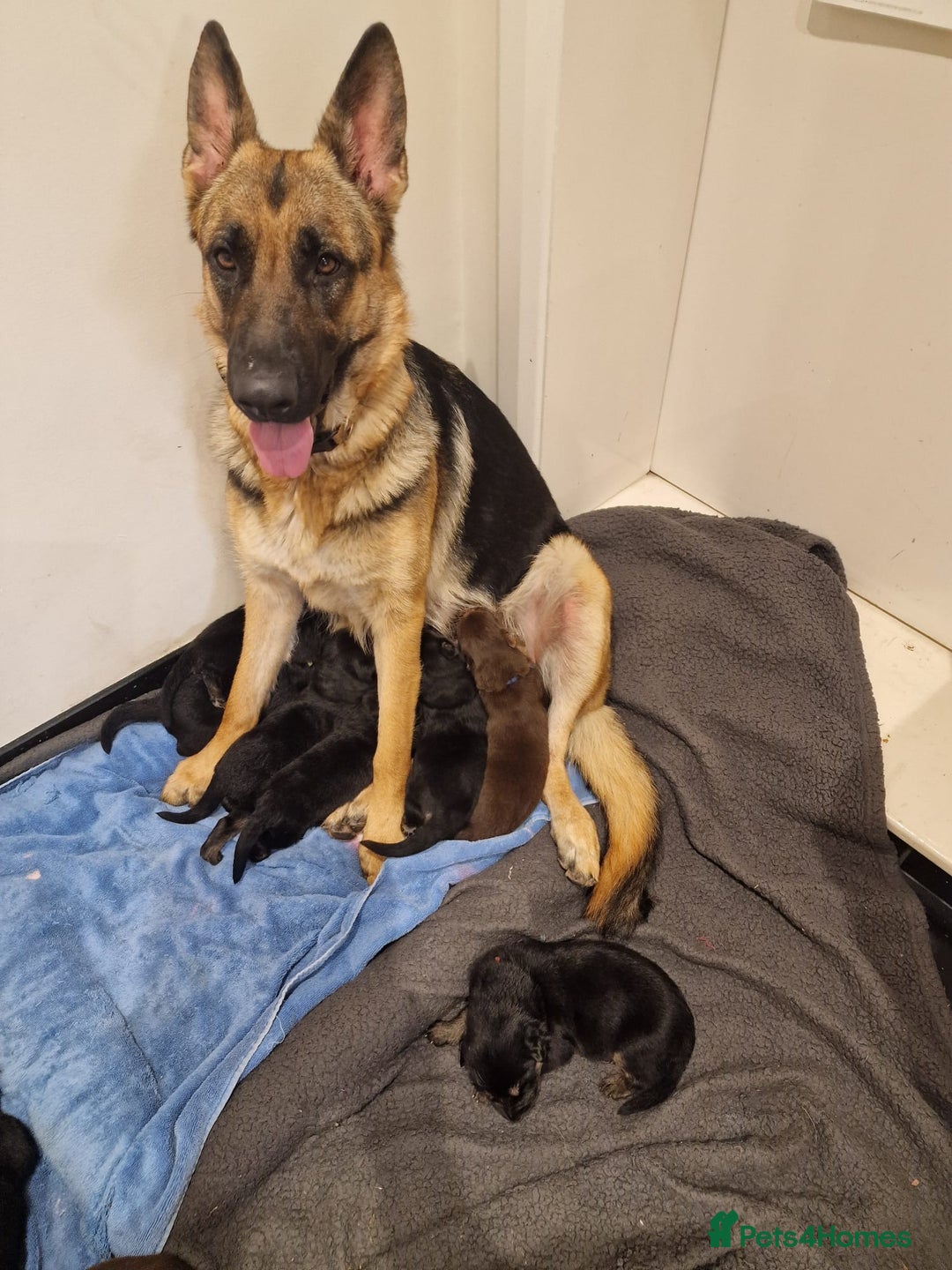 German Shepherd dogs for sale: German Shepherd Puppies - Image 16