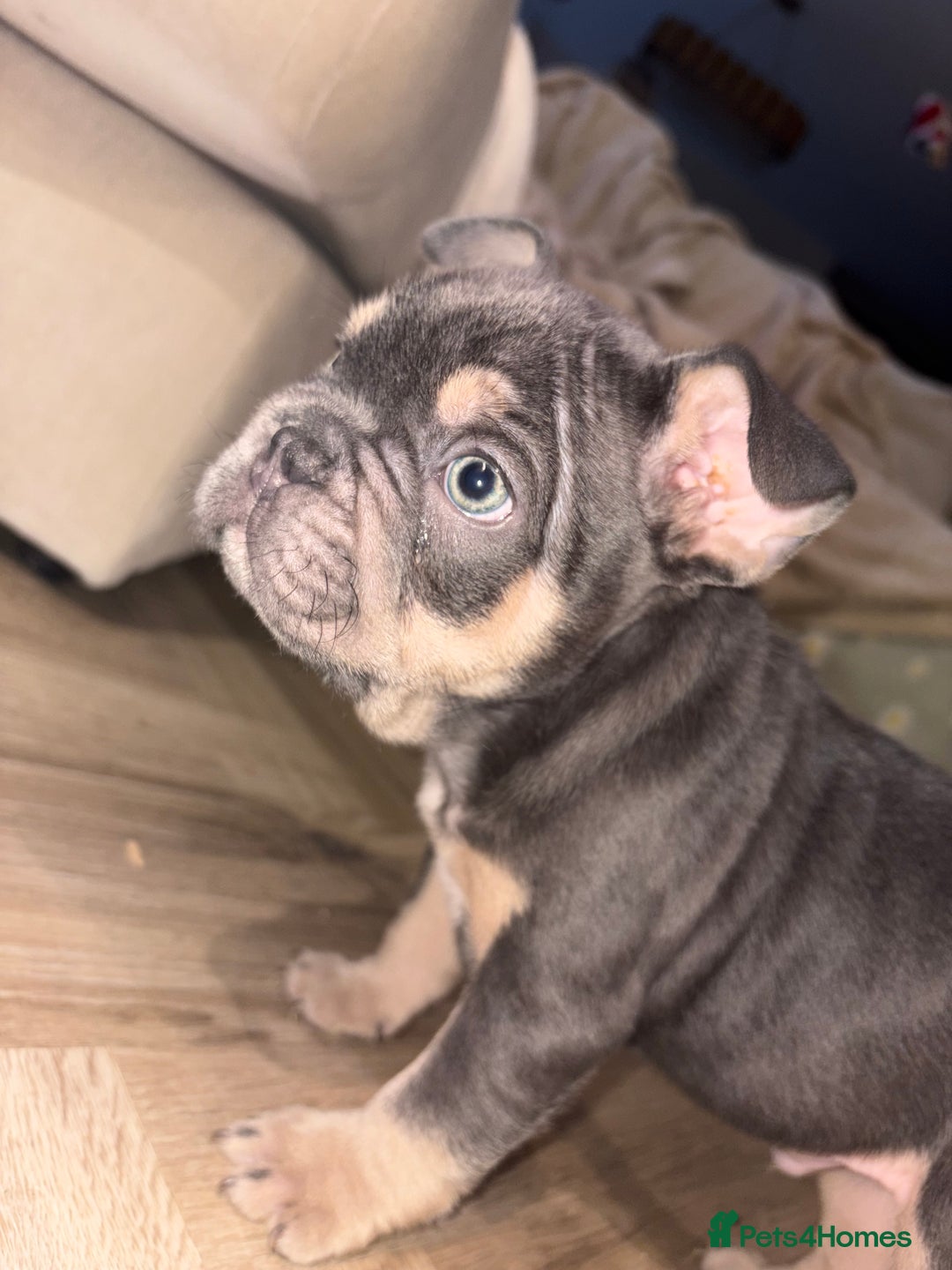 French Bulldog dogs for sale: French bulldog puppies NEARLY READY TO GO - Advert 6