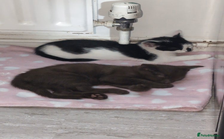 Mixed Breed cats - Advert 6