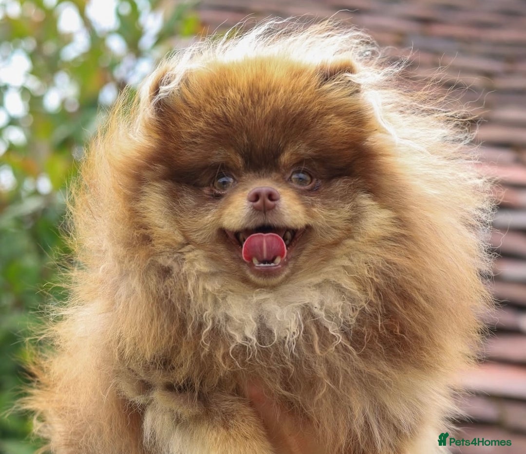 Pomeranian dogs for sale: STUNNING TEDDY BEAR POM 🐻  - Image 4