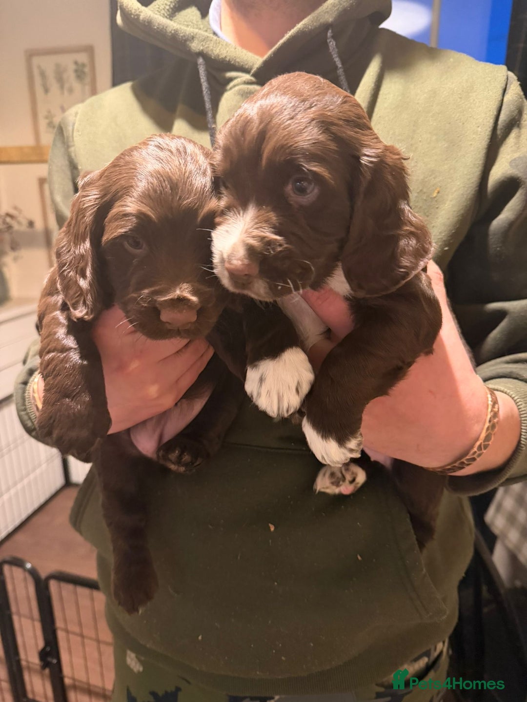 Cocker Spaniel dogs for sale: Chocolate cocker spaniel bitch pup - Advert 1