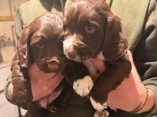 Cocker Spaniel dogs Chocolate cocker spaniel bitch pup - Advert 2