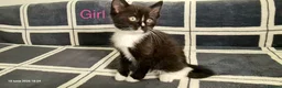 Mixed Breed cats for sale: 6 Beautiful Kittens - Advert 12