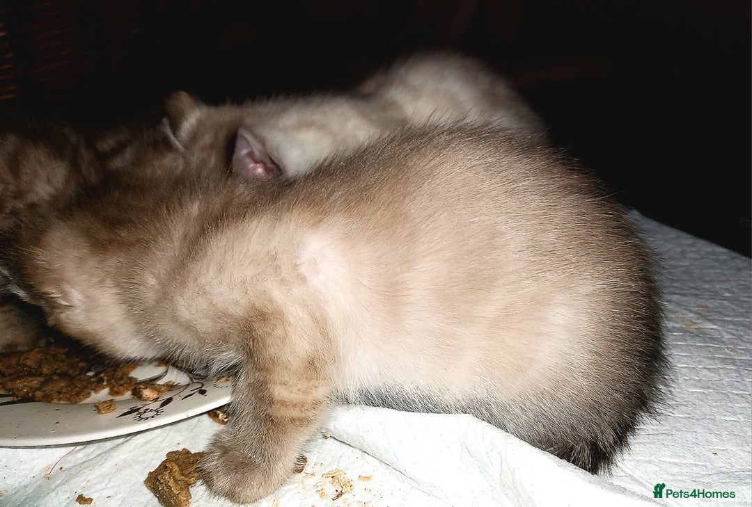 Bengal cats for sale: Snow Lynx Bengal Kittens - Advert 7