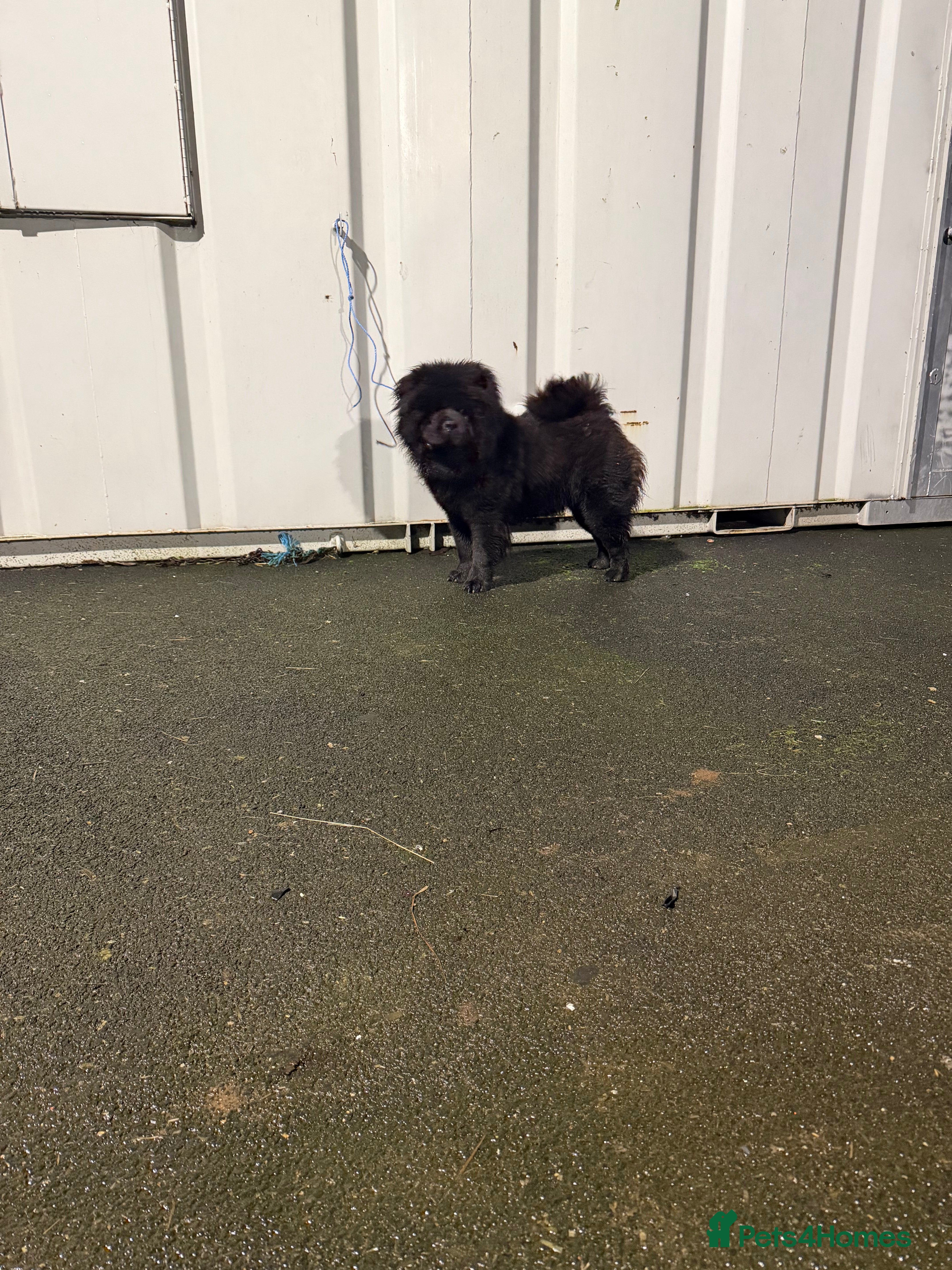 Chow Chow dogs Chow chow  - Advert 15